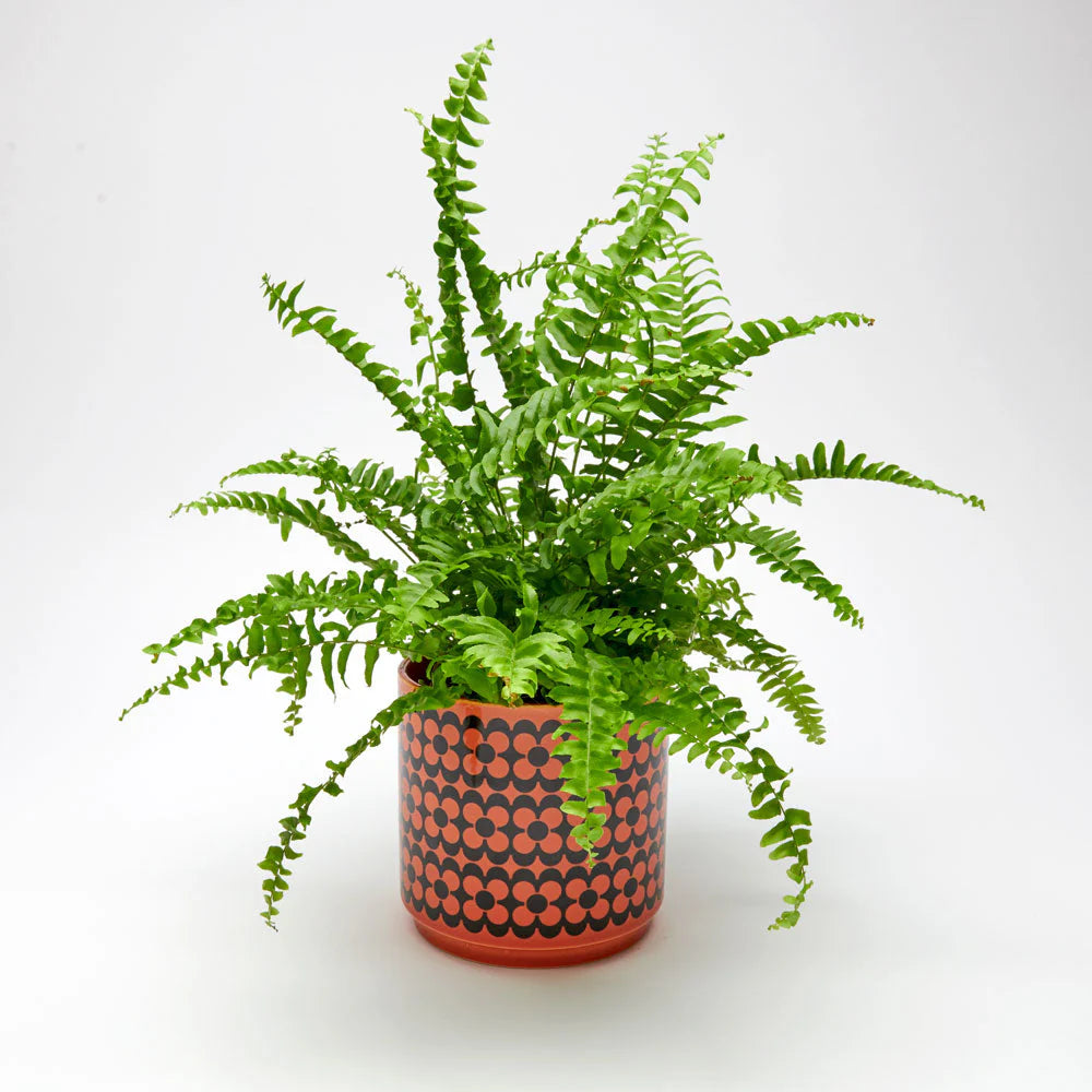 Hornsea Plant Pot Orange Geometric